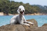 BEDLINGTON TERRIER 082